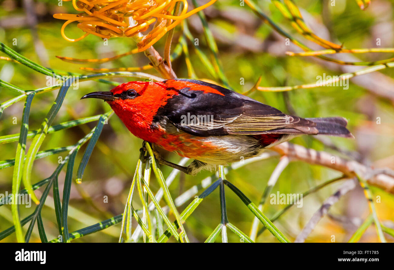Birds of Australia Birds photographed within Australia both wild and