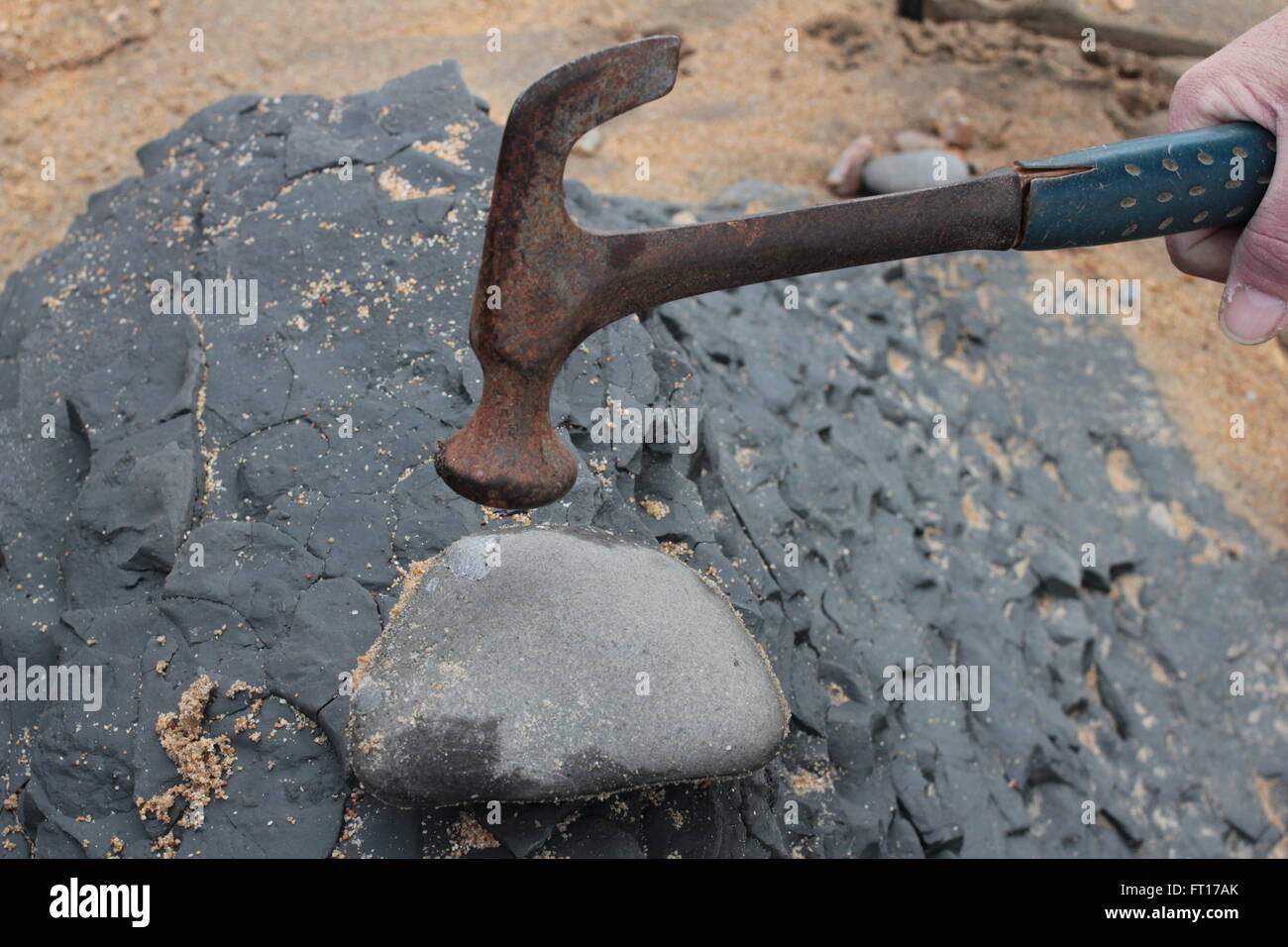 fossil hunting on Charmouth beach, Jurassic coast Stock Photo Alamy