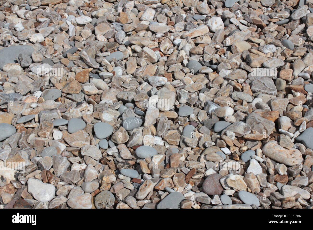 fossil hunting on Charmouth beach, Jurassic coast Stock Photo Alamy