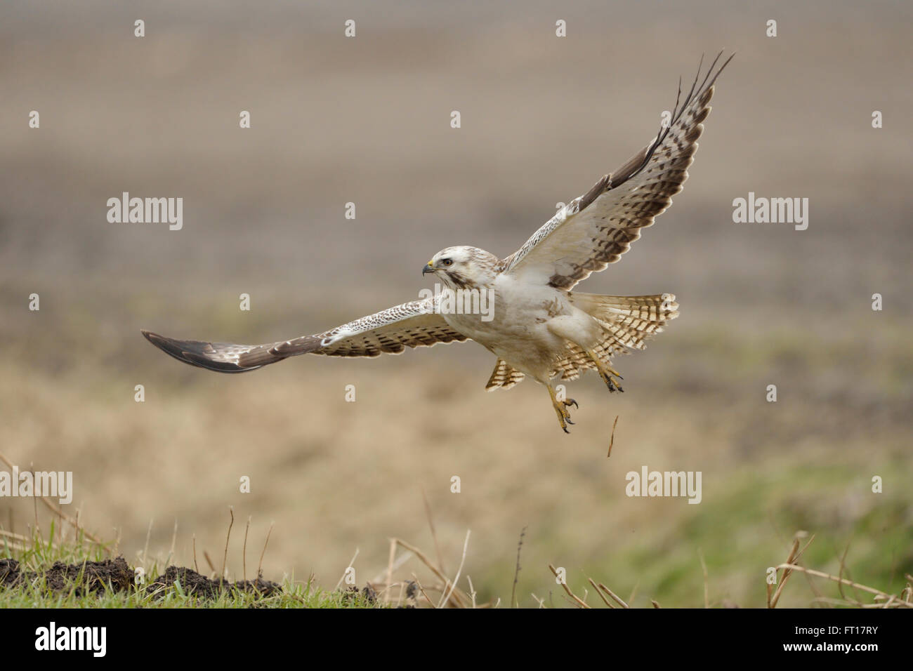 Common Buzzard / Maeusebussard ( Buteo buteo ) , adult white morph, taking off from a field, starts hunting flight. Stock Photo