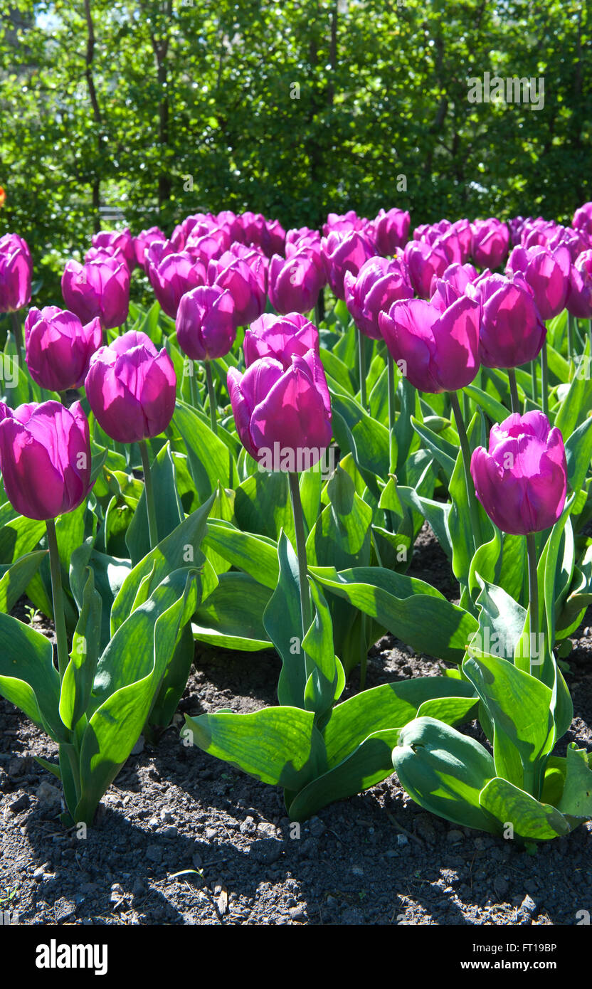 Beautiful tulips in the garden sort Tulipa Negrita from Triumph Group Stock Photo