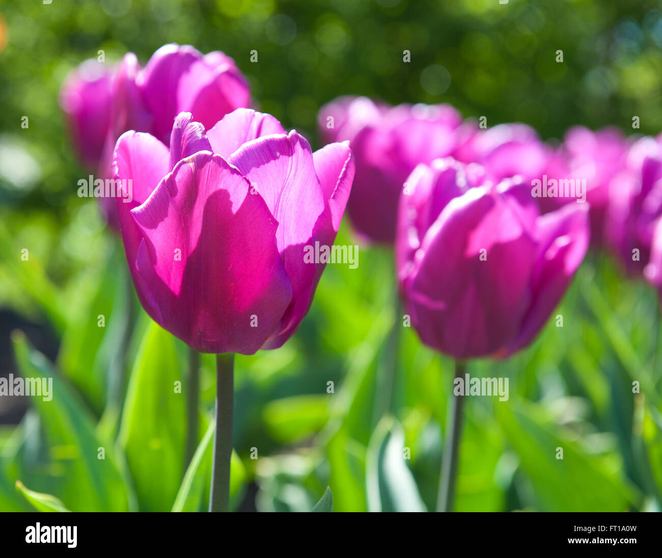Beautiful tulips in the garden sort Tulipa Negrita from Triumph Group Stock Photo