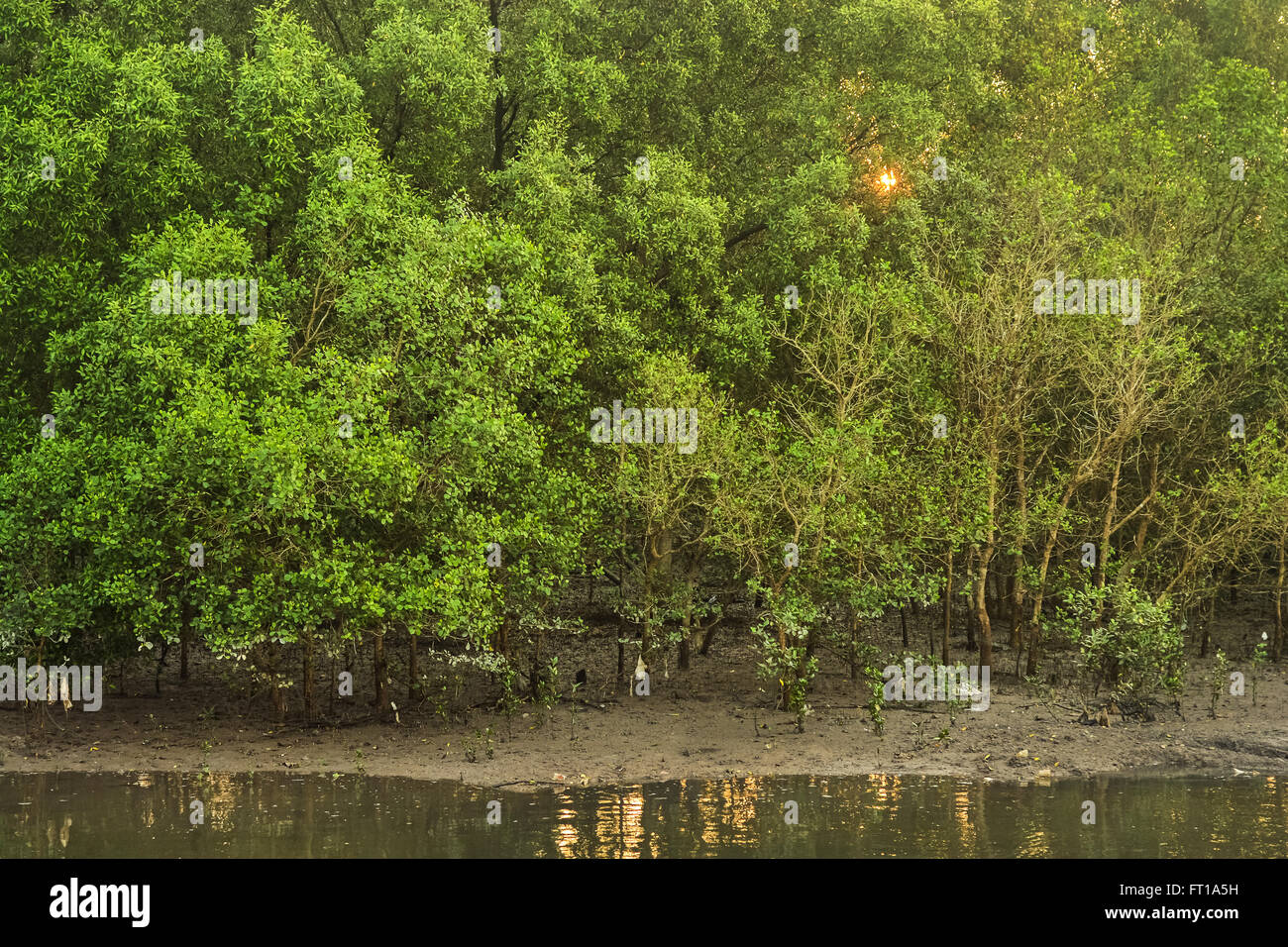 Mangrove forest in low tide Stock Photo