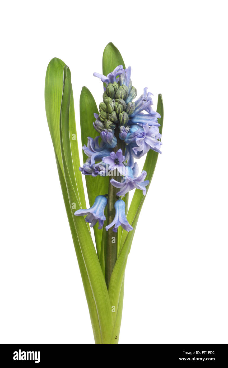 Blue Hyacinth flower spike and leaves isolated against white Stock Photo