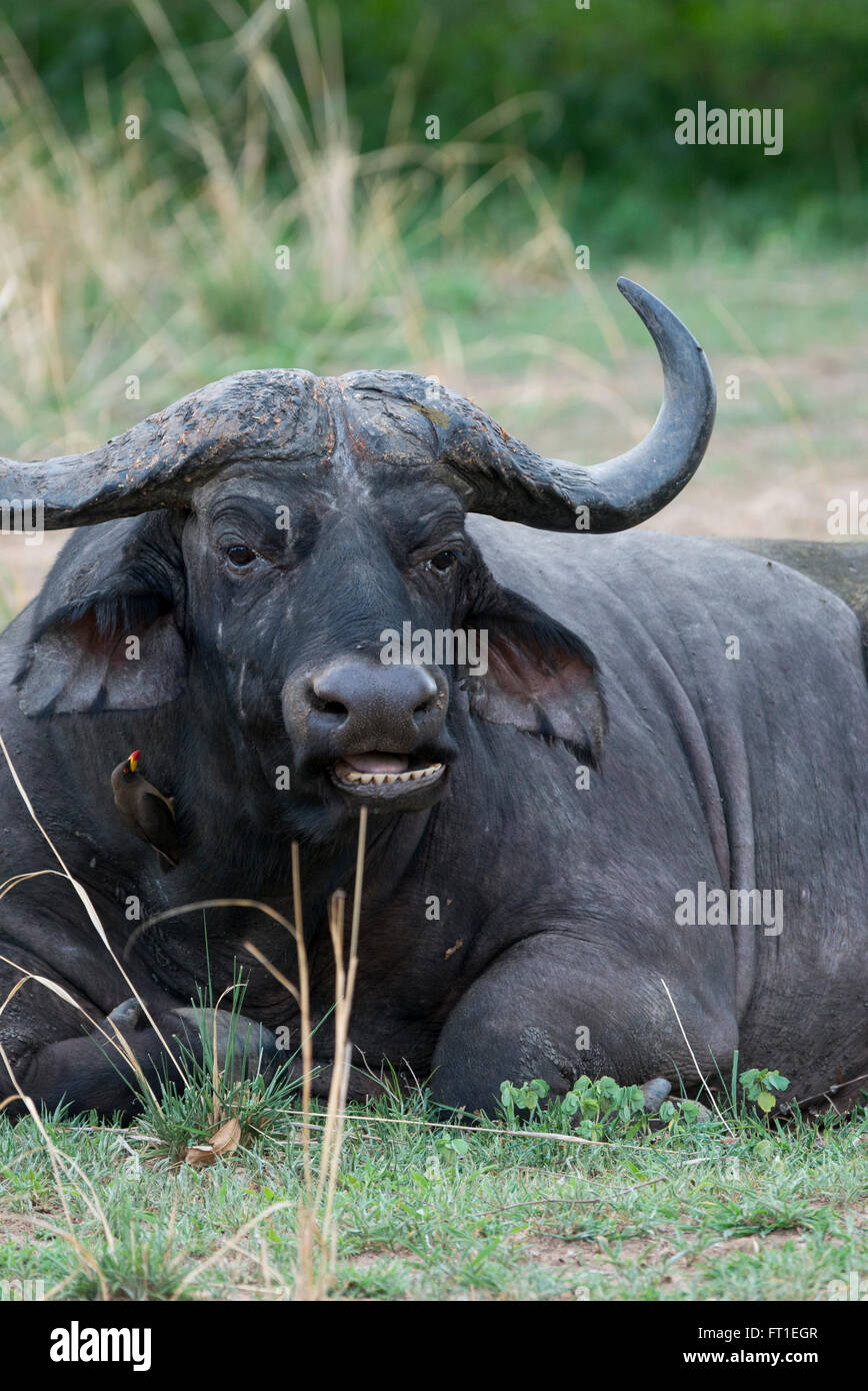 Africa, Zambia, South Luangwa National Park, near Mfuwe. Cape buffalo (WILD: Syncerus caffer) aka African buffalo. Stock Photo