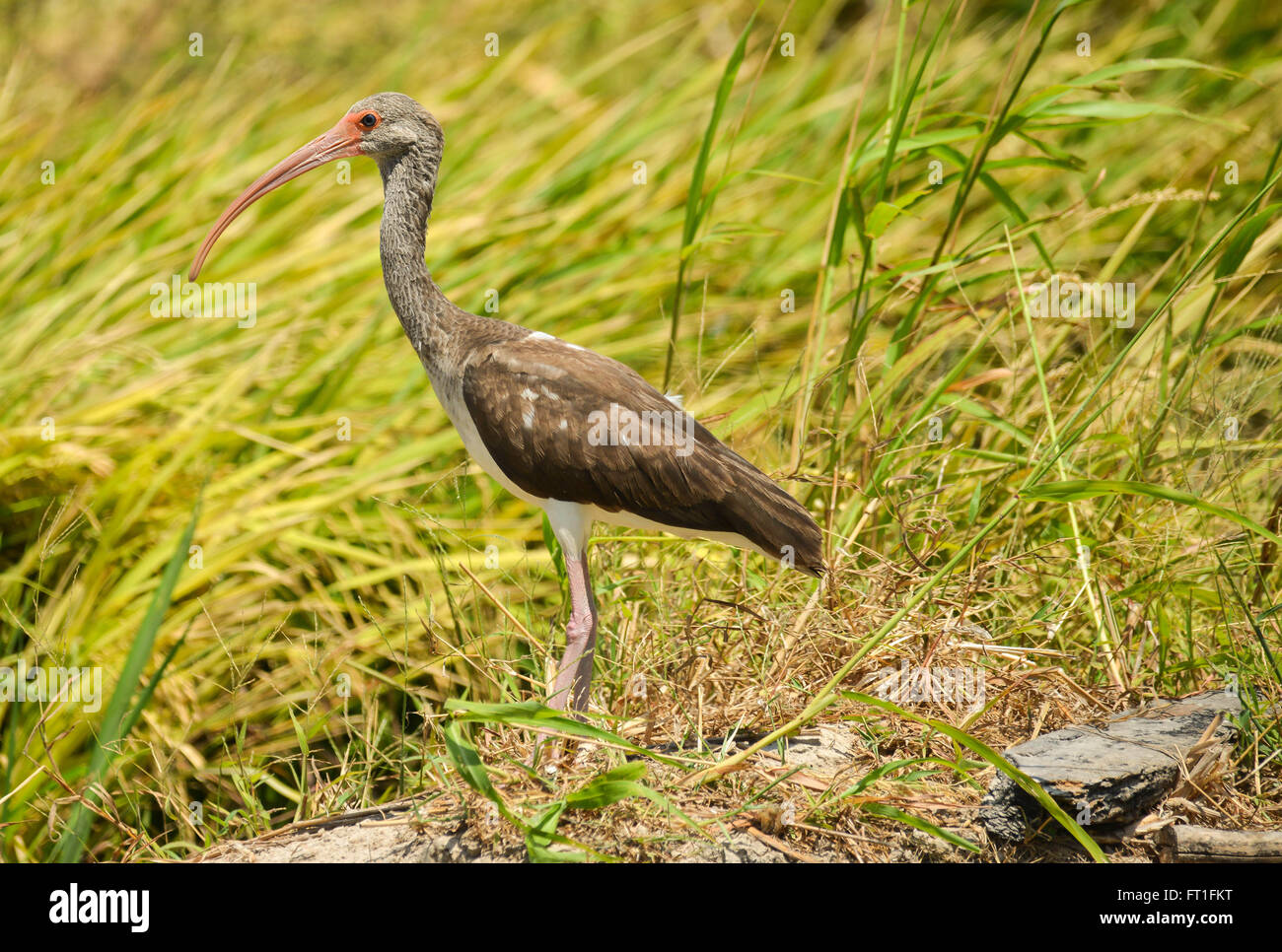Immature White Ibis walking on a rice field looking for food Stock Photo