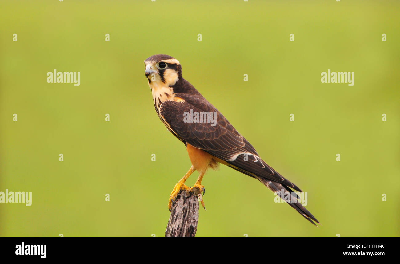 Beautiful Aplomado falcon a rare specie found in the Grasslands of Cocle Province in Panama Stock Photo