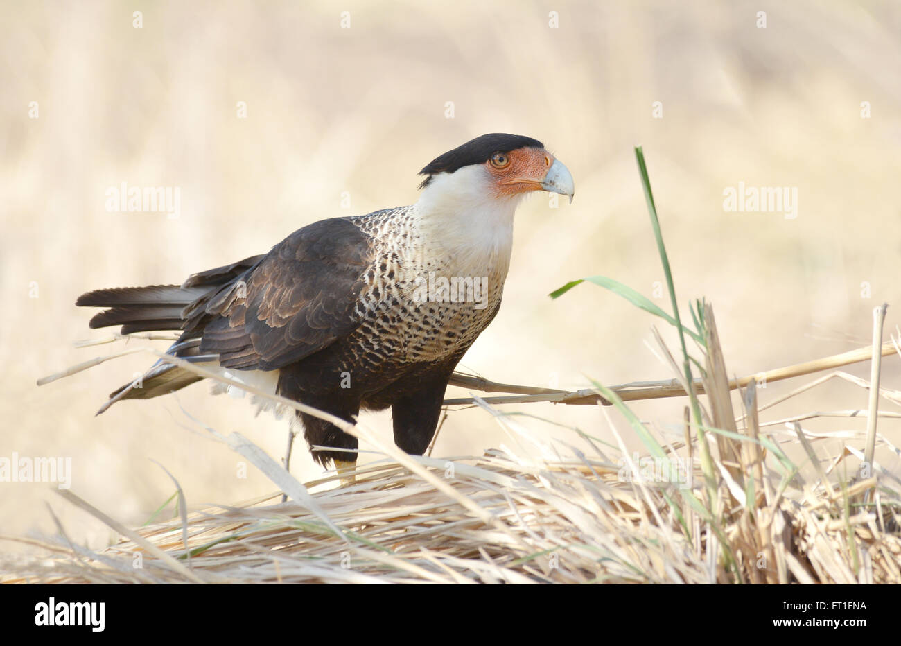 Beautiful Northern Crested Caracara on the ground in a Pasture field of the Grassland region of Cocle Province in Panama Stock Photo