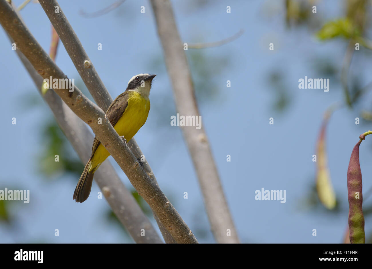 Rusty-margined Flycatcher Stock Photo