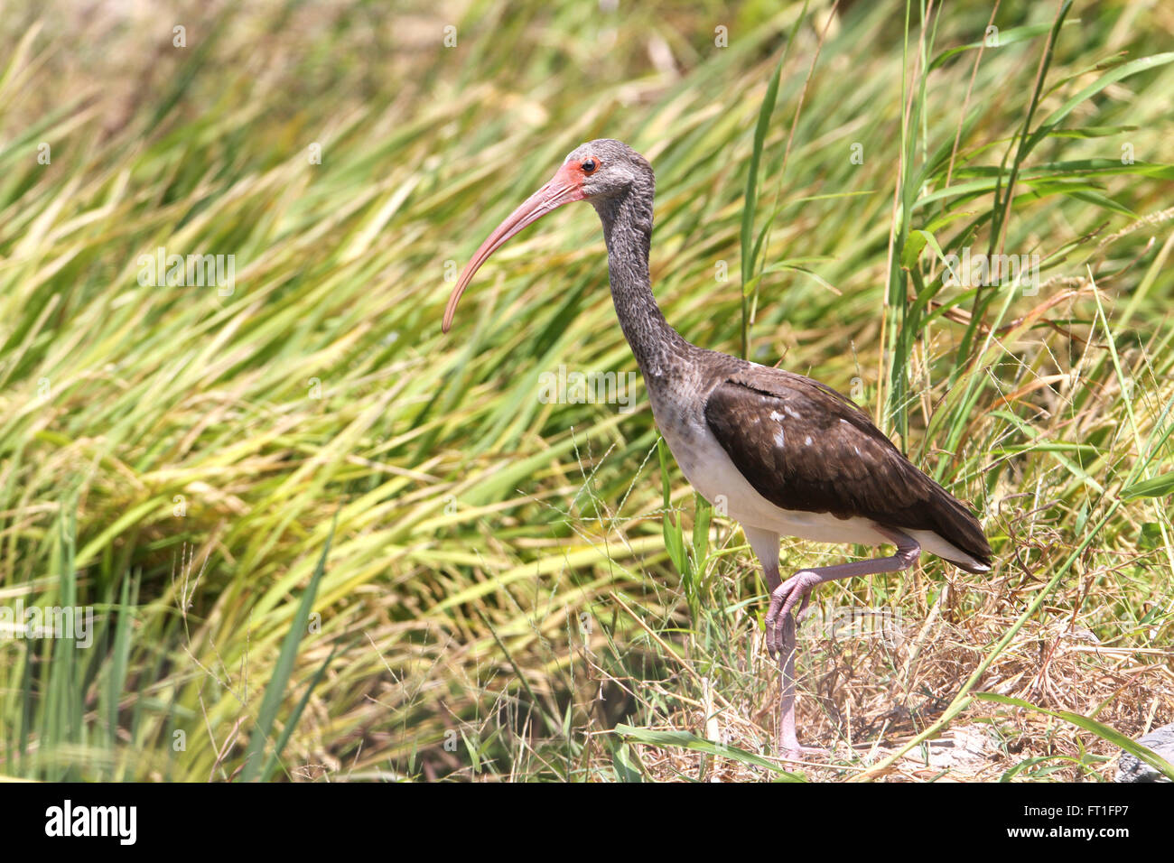Immature White Ibis walking on a rice field looking for food Stock Photo