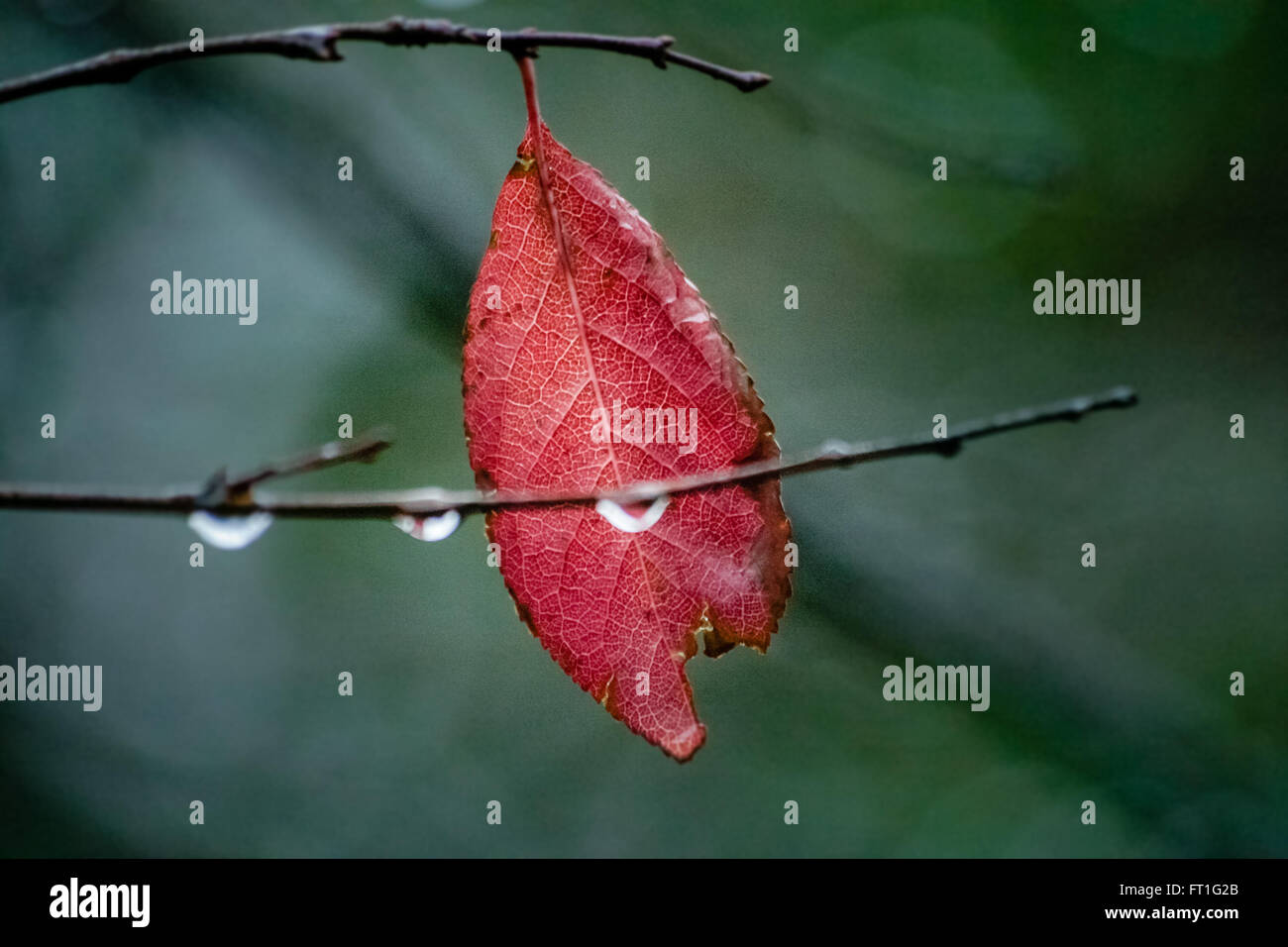 Autumn red leaf Stock Photo