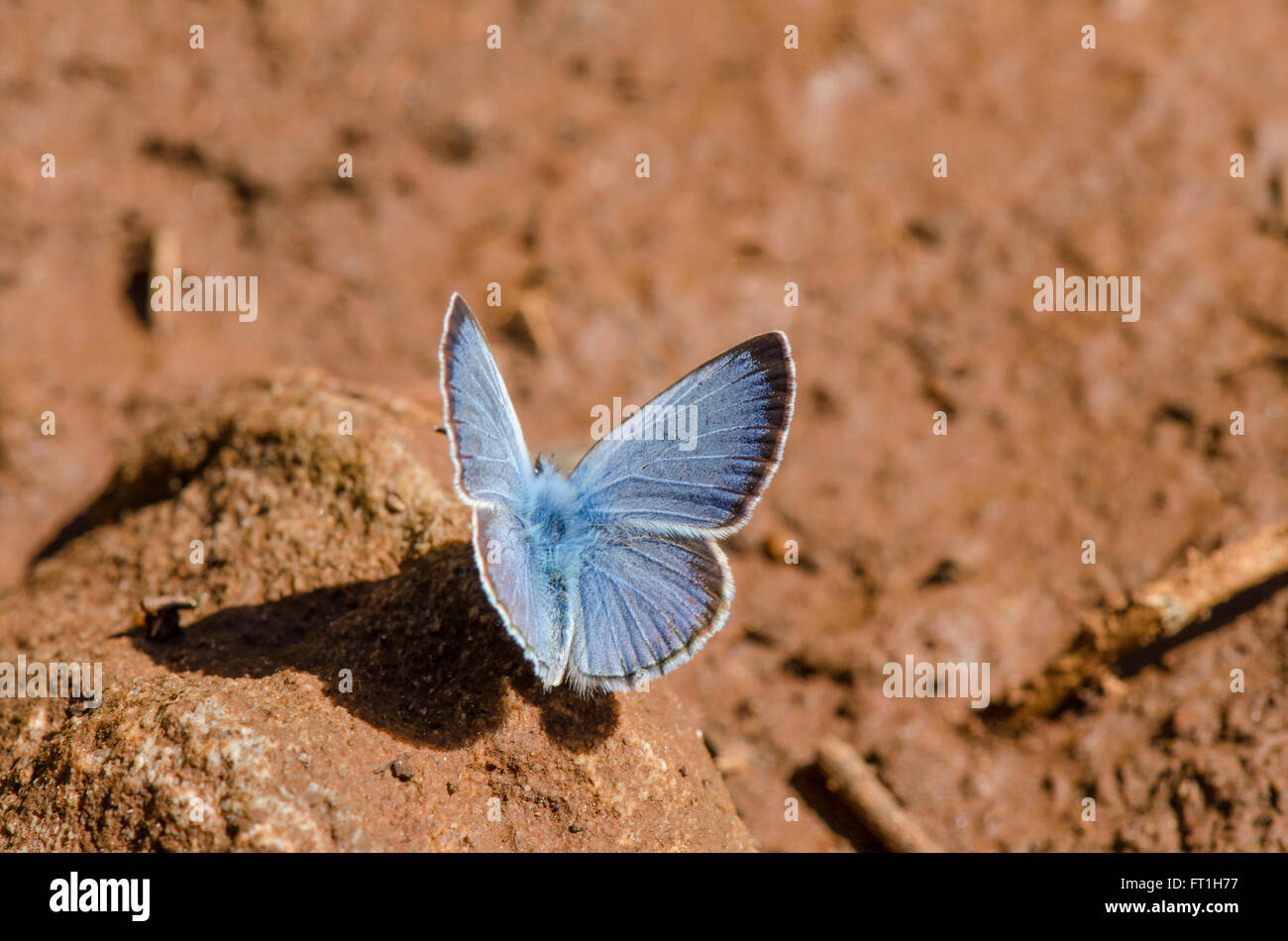 Black Rayed Blue Blue butterfly butterflies hi-res stock photography and images - Alamy