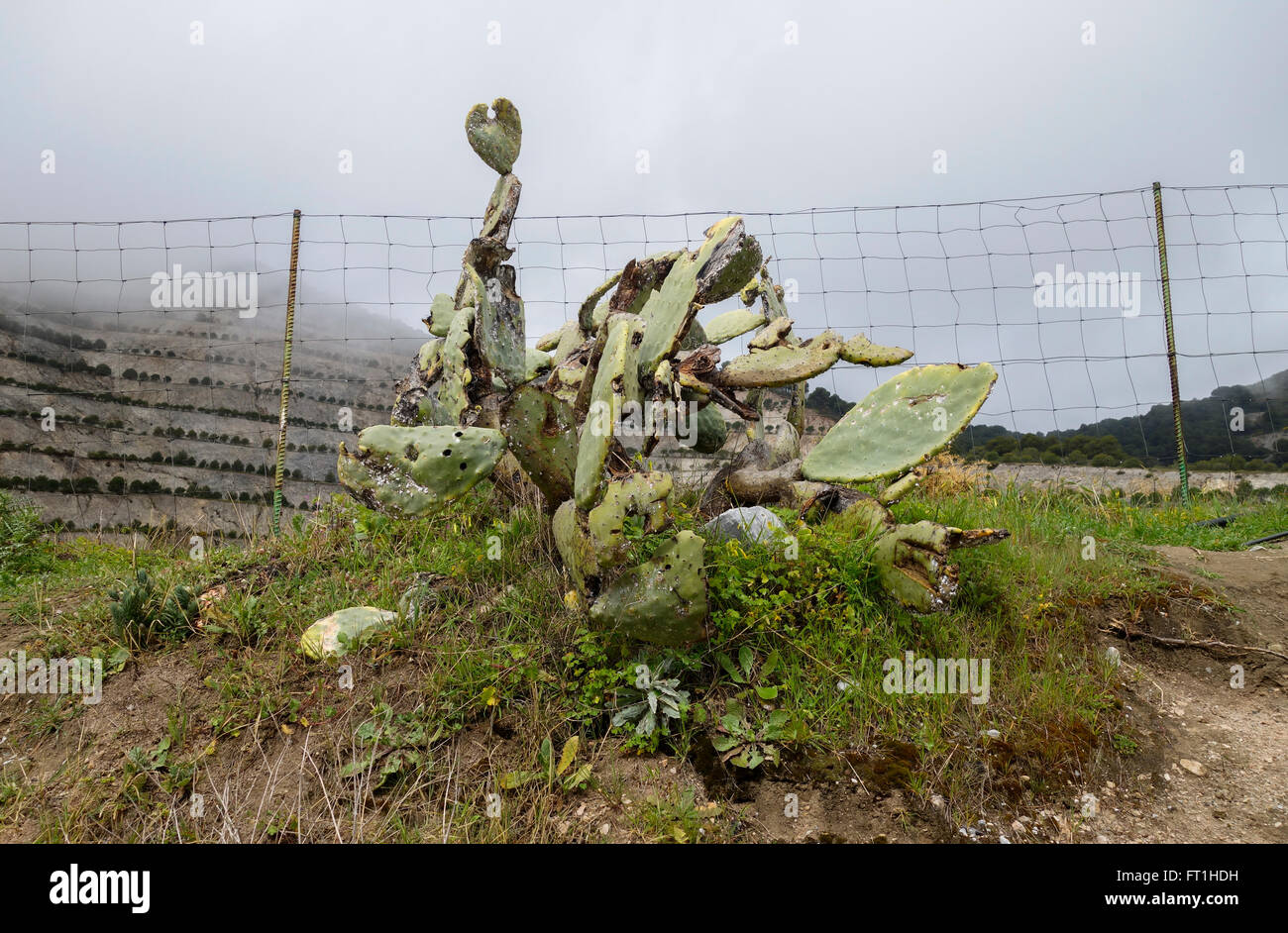 Prickly pear, (Opuntia ficus-indica) dying of Mealybug (Dactylopius coccus) on  Andalusia, Spain. Stock Photo