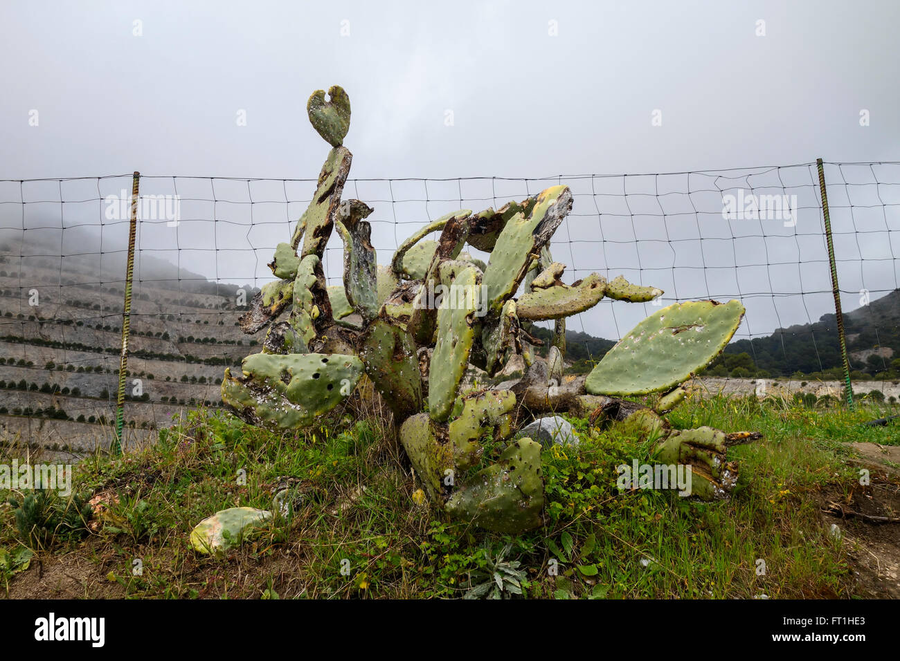 Infestation of Mealybug (Dactylopius coccus) on prickly pear, (Opuntia ficus-indica) Andalusia, Spain. Stock Photo