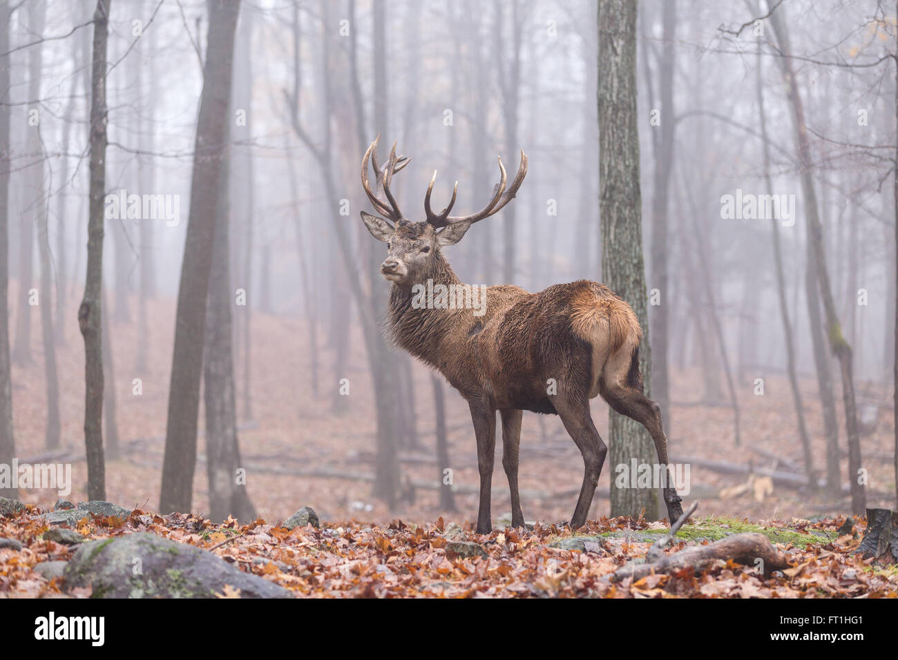 large deer