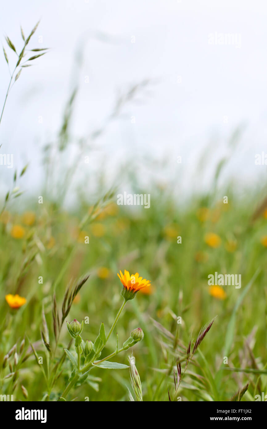 Closeup single wild tree hi-res stock photography and images - Alamy