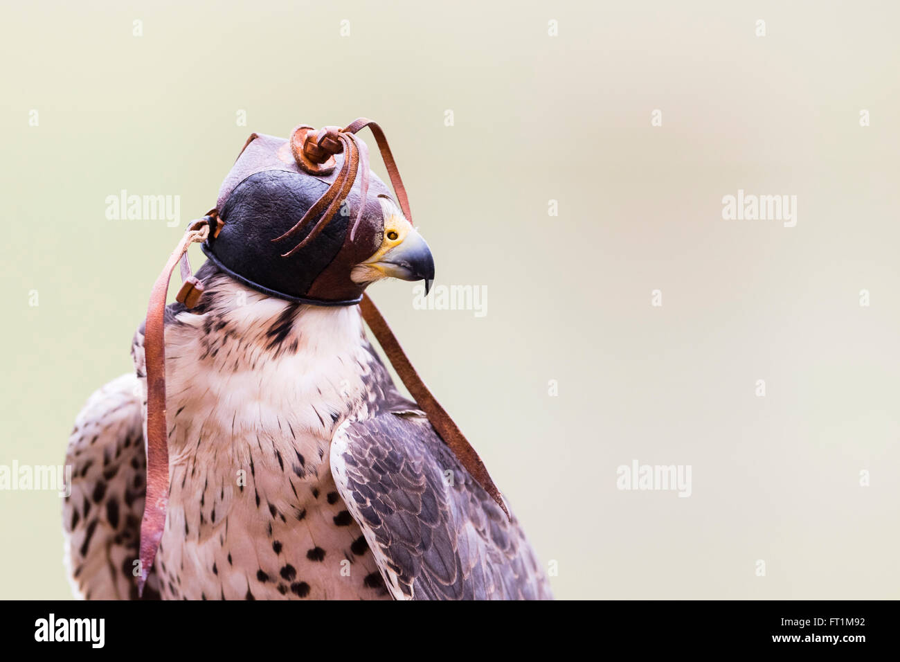 A  Lanner Falcon (Falco biarmicus) at Batsford Falconry Centre Gloucestershire Stock Photo