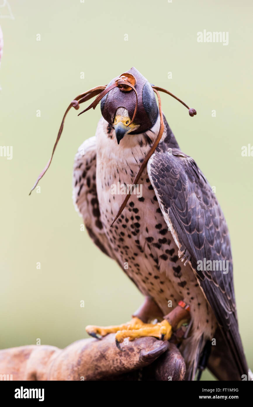 A  Lanner Falcon (Falco biarmicus) at Batsford Falconry Centre Gloucestershire Stock Photo