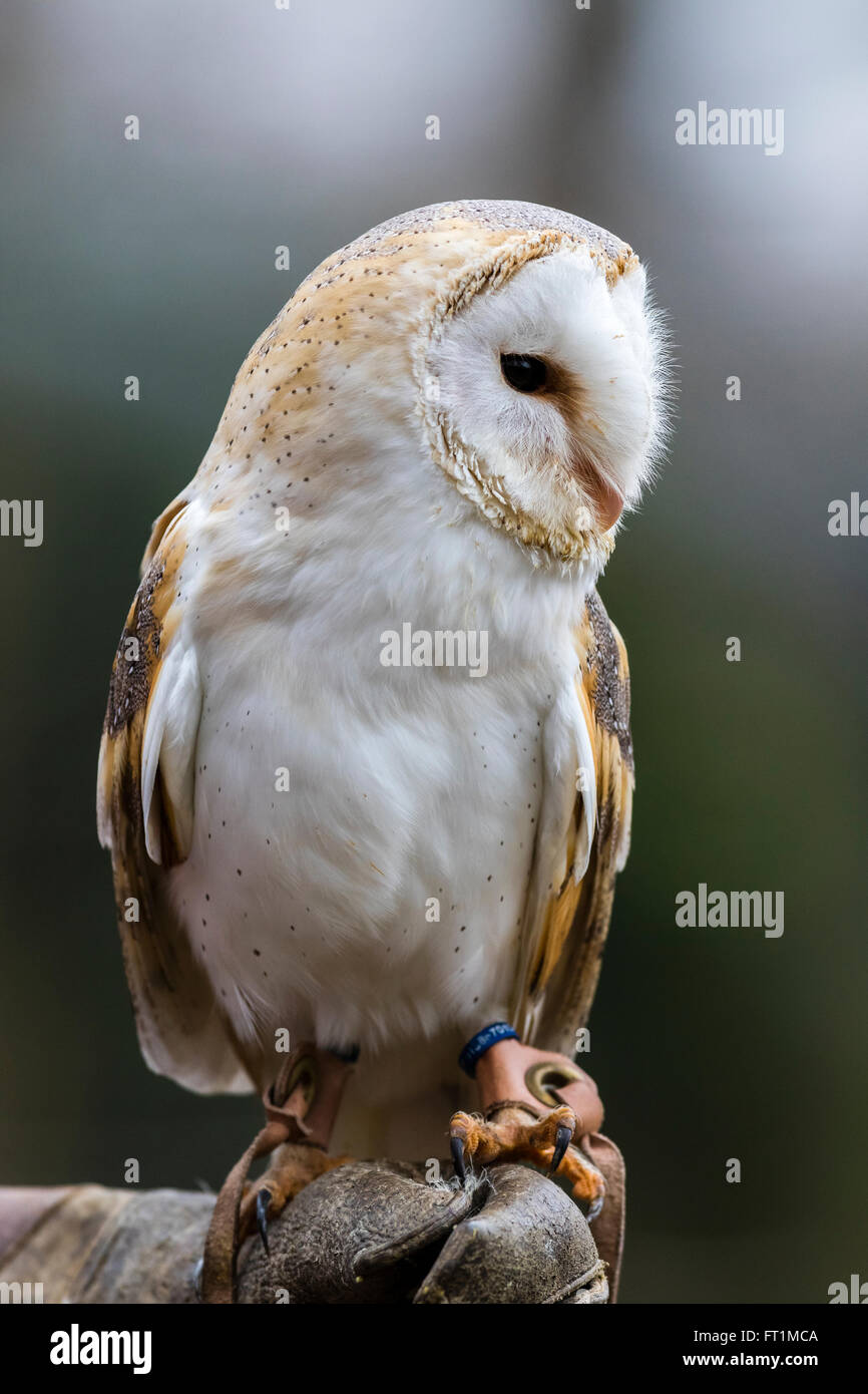 A Barn Owl Tyto Alba At Batsford Falconry Centre Gloucestershire Stock Photo Alamy