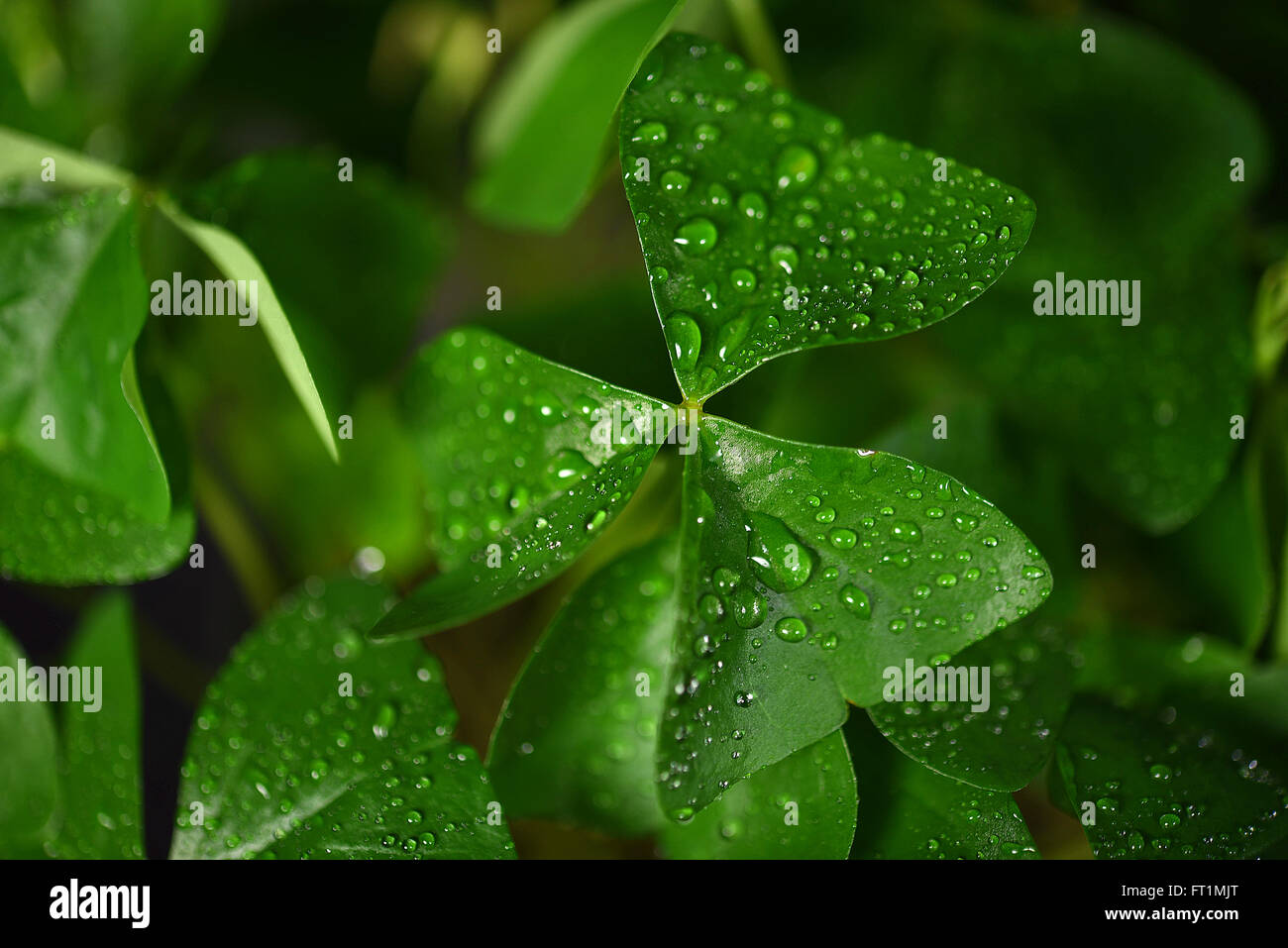 Close up of water droplets on Irish shamrock. Stock Photo