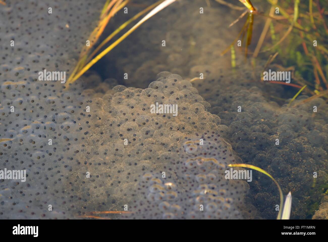 Frog or toad spawn in a shallow water in springtime. Stock Photo