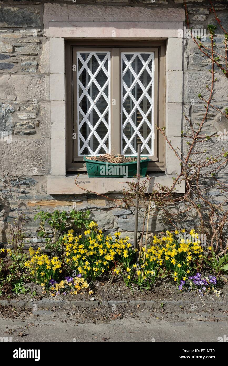 Early spring daffodils adorn the small cottage garden below a latticed window in Luss, Scotland, UK Stock Photo
