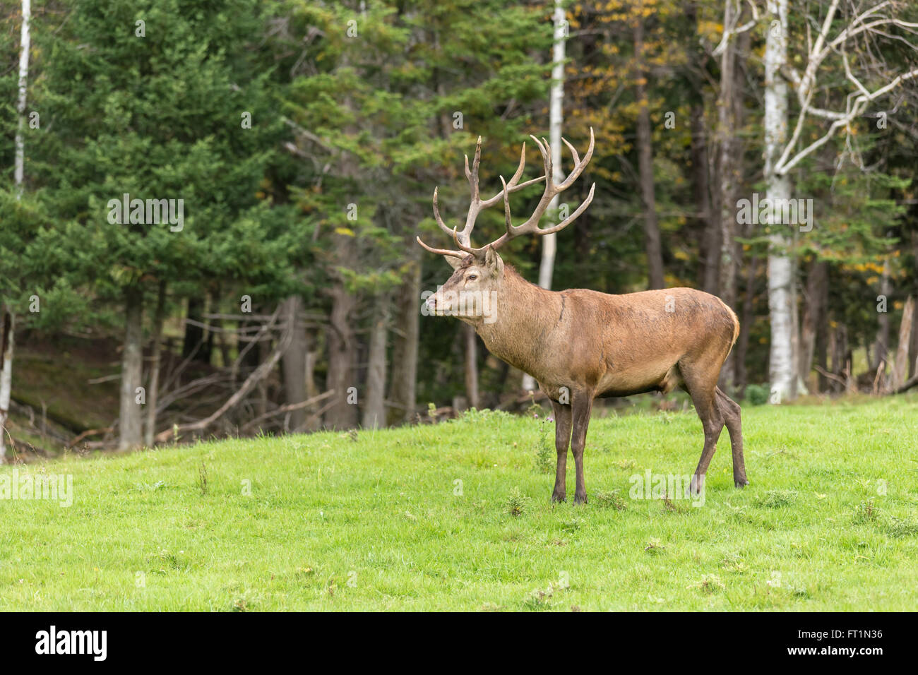 Large male deer in the woods Stock Photo