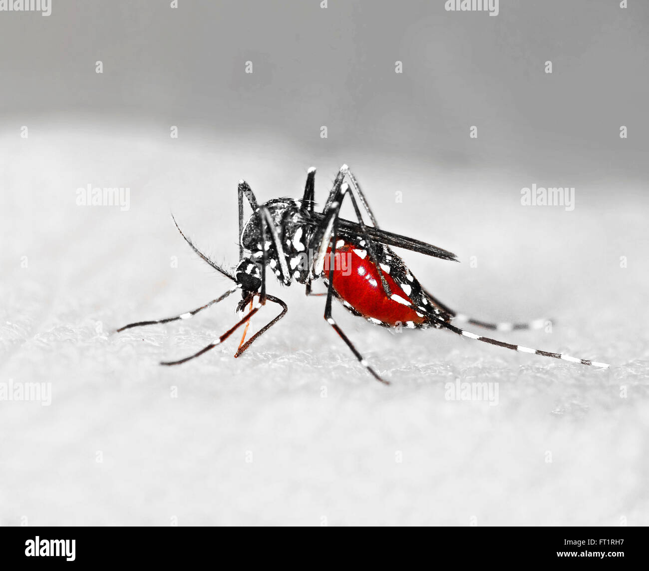 Tiger mosquito (Aedes albopictus) full of blood, an alien species spreading exotic diseases in Europe Stock Photo