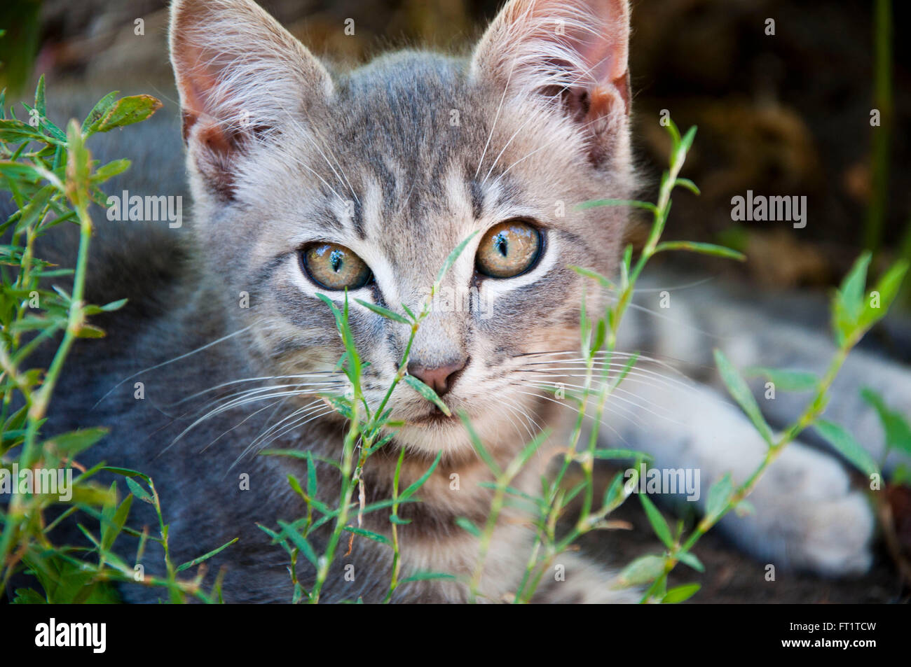 Closeup portrait of one little cute young funny curious kitten with grey striped fur lying in green grass outdoor looking forwar Stock Photo