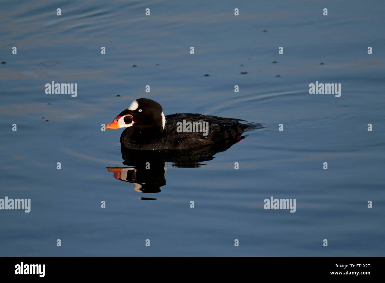Surf scoter with reflection swimming Stock Photo