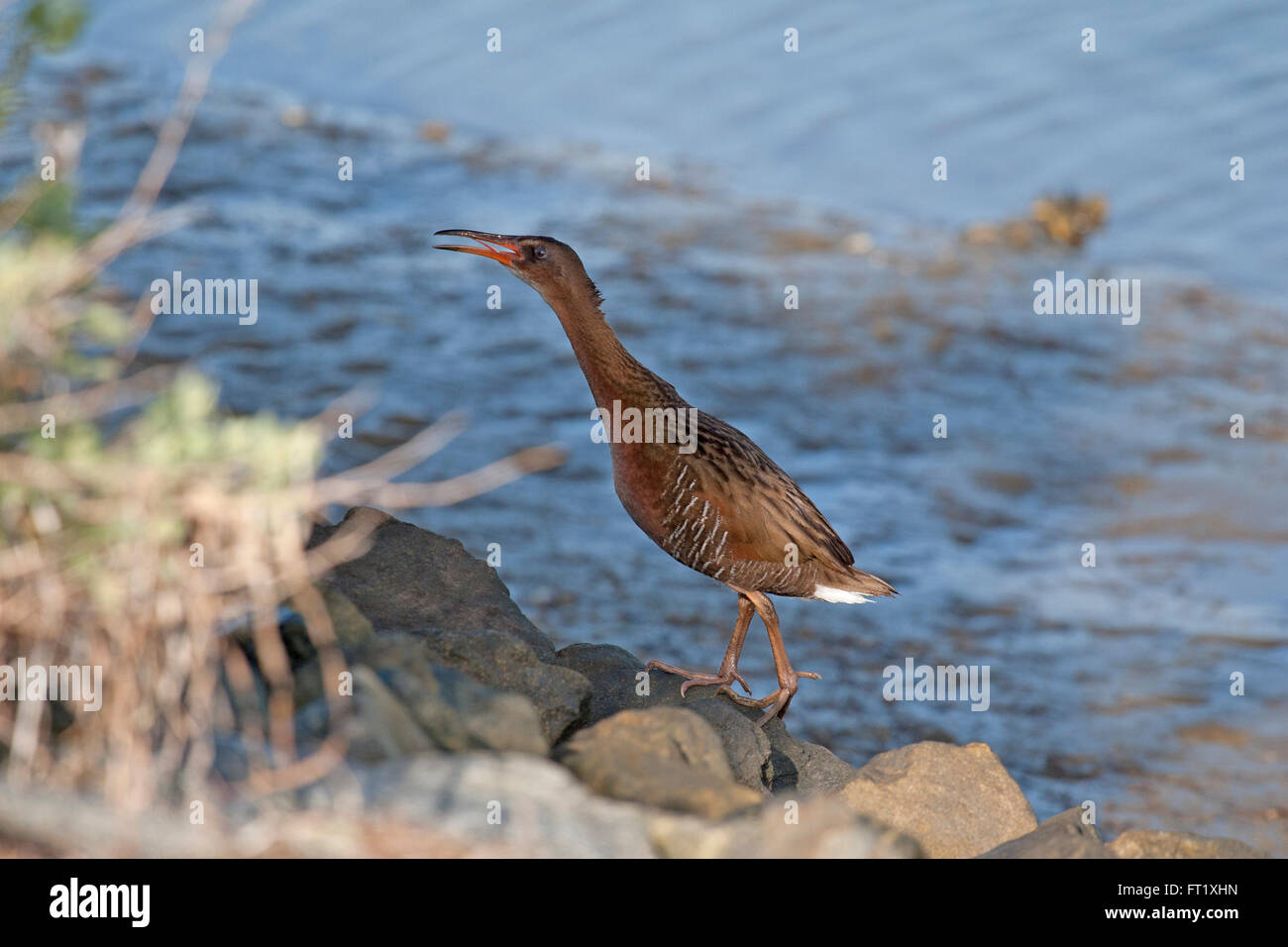 Ridgway's rail calls to mate at Bolsa Chica wetlands Stock Photo