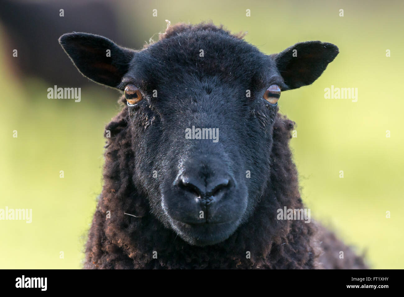 Face of a black sheep ewe looking directly at camera in the Spring. Brecon Beacons, Wales, March Stock Photo