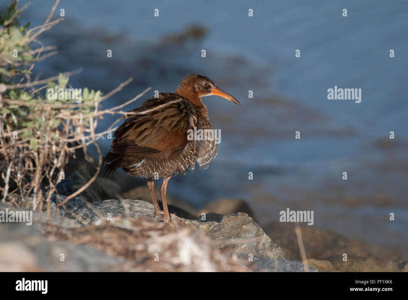 Ridgway's rail ruffles his feathers as he stands near the water Stock Photo