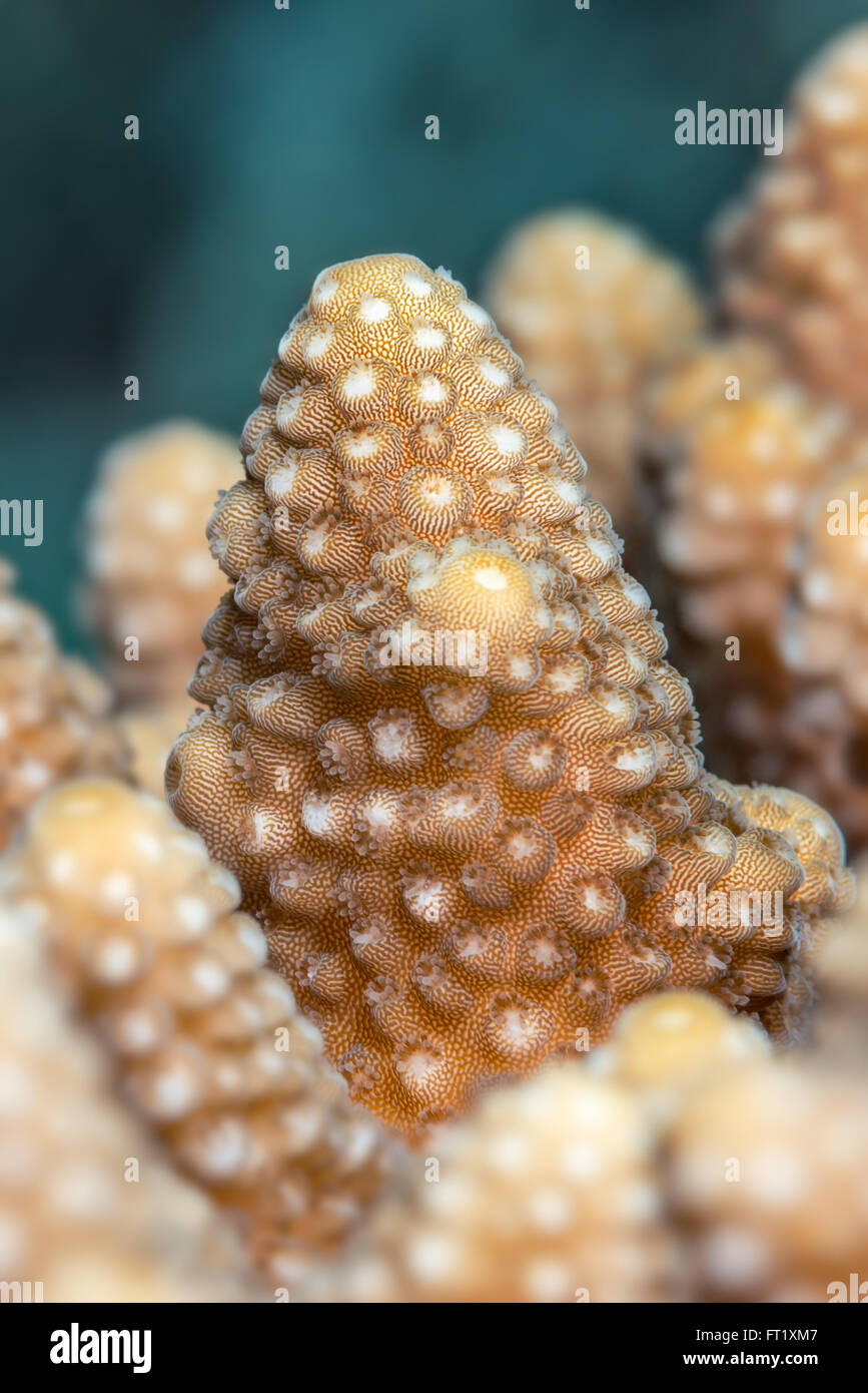 Patterns and surface detail of (Acropora humilis) a type of staghorn coral on reefs. Red Sea, Egypt, June. Stock Photo