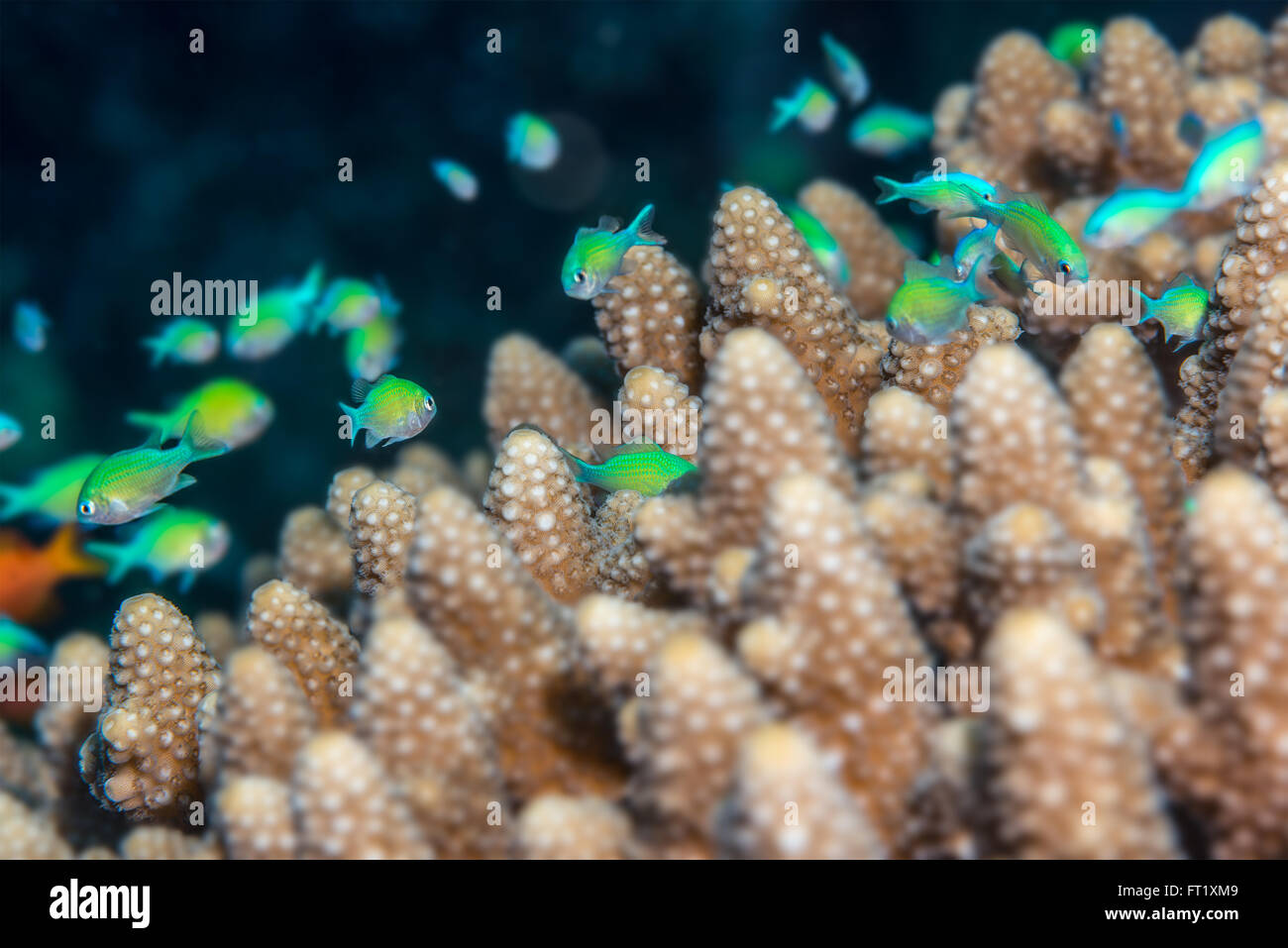 Tiny Bluegreen chromis fish (Chromis viridis) swimming over staghorn coral (Acropora humilis) which they use for protection from Stock Photo