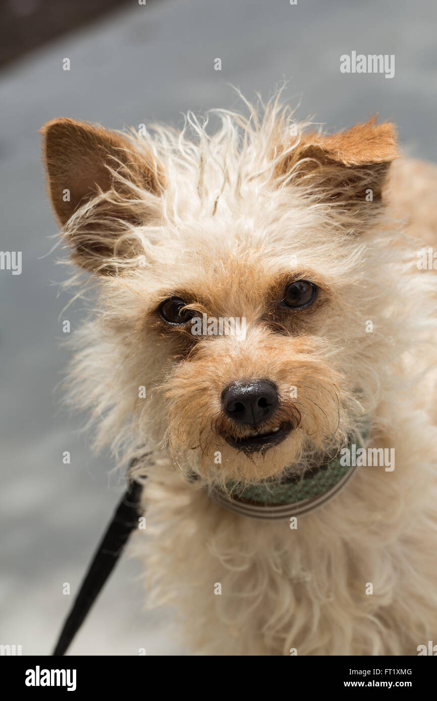 Yellow fully small dog Stock Photo Alamy