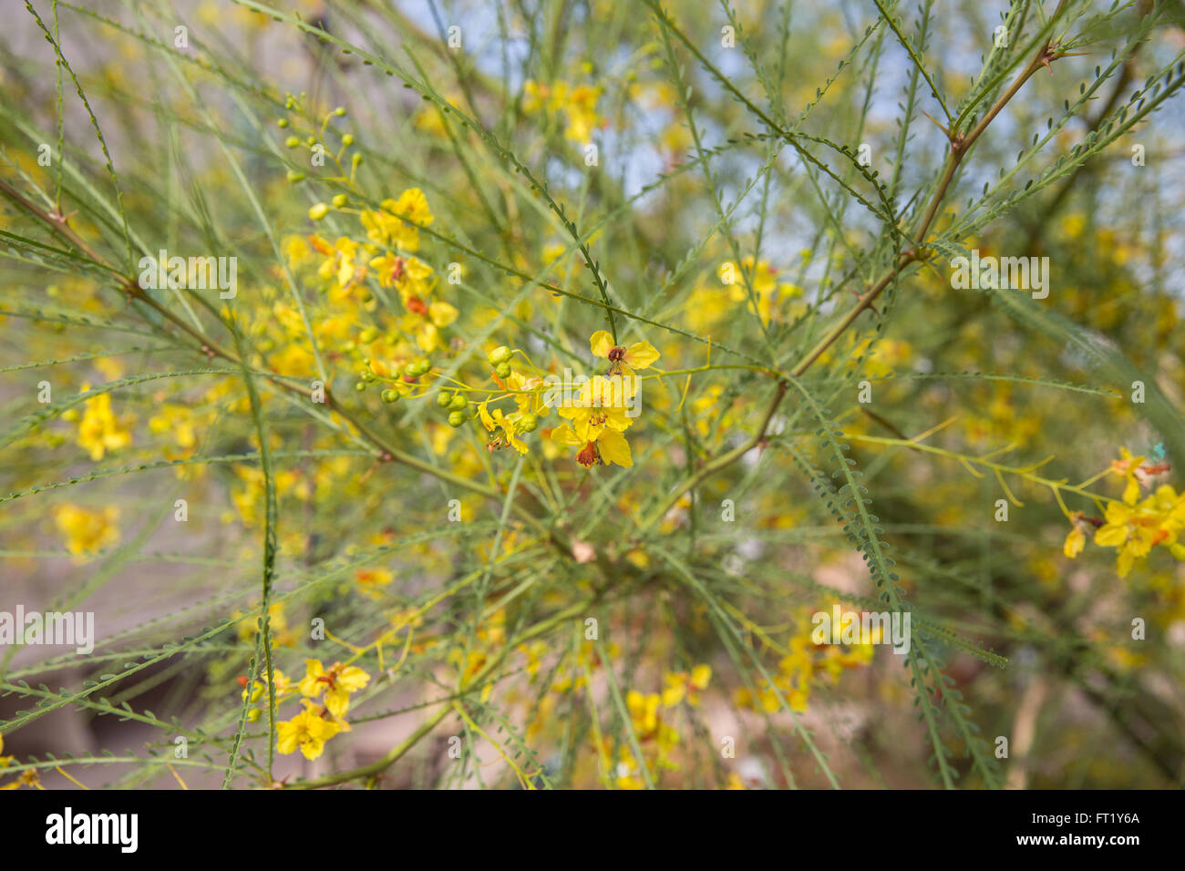 Yellow flowers bloom in the desert Stock Photo