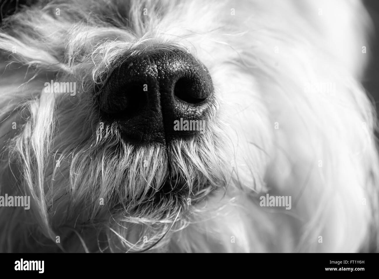 A little Dog's face Stock Photo Alamy