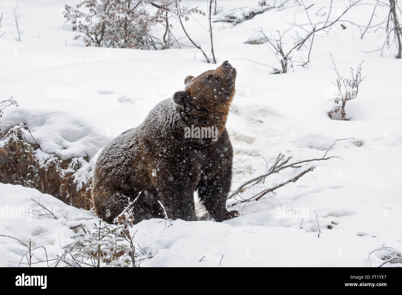 Brown bear (Ursus arctos) leaving den during snow shower in winter / spring Stock Photo