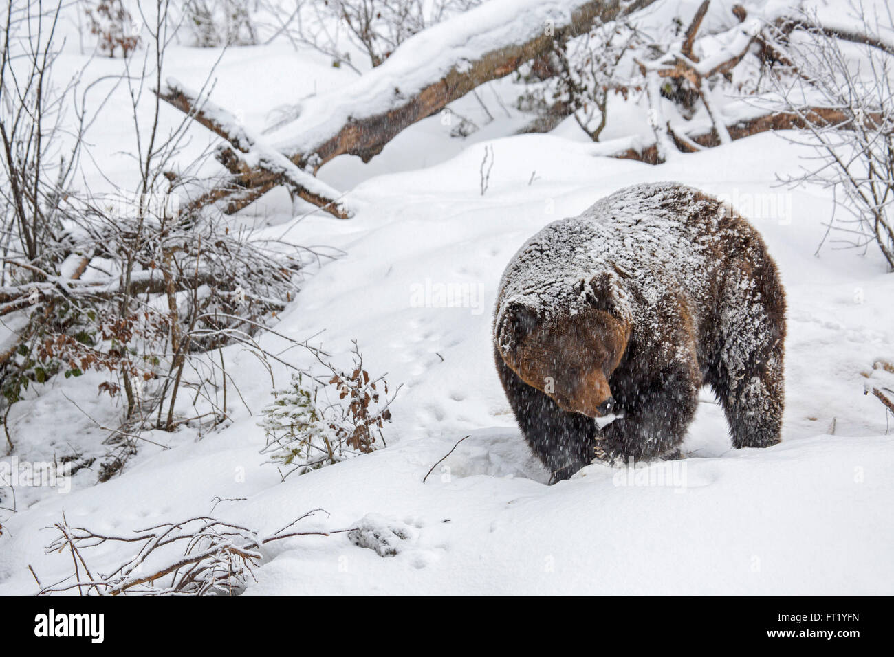 Brown bear (Ursus arctos) walking in forest during snow shower in winter / autumn / spring Stock Photo