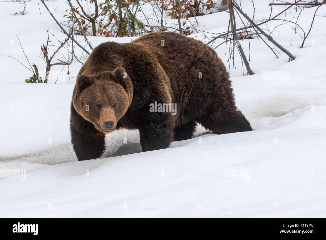 Brown bear (Ursus arctos) walking in forest in the snow in winter / autumn / spring Stock Photo