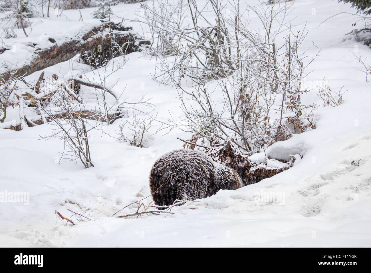 Brown bear (Ursus arctos) entering den during snow shower in autumn / winter Stock Photo
