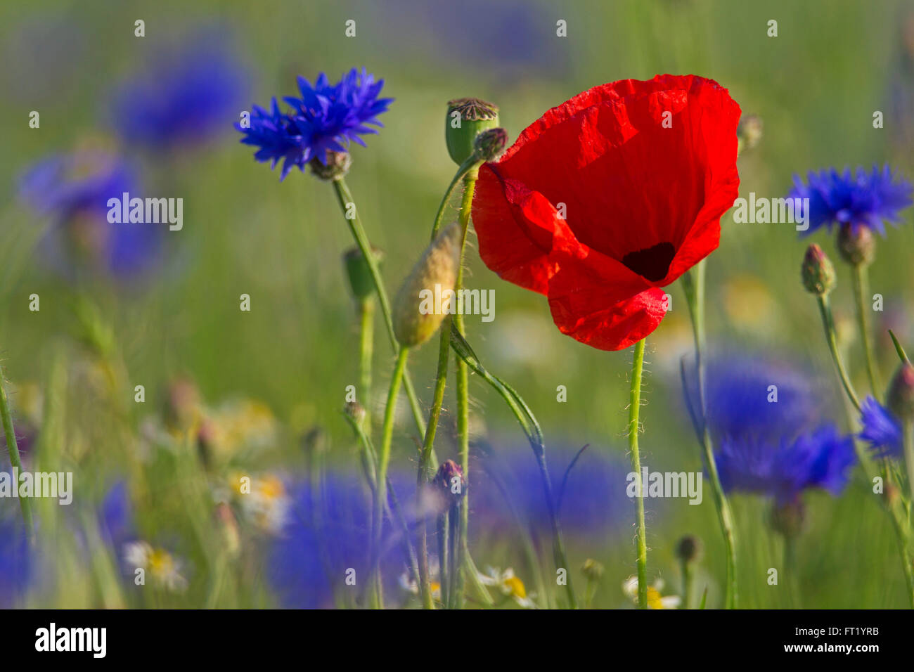 Corn poppy / red poppies (Papaver rhoeas) and cornflowers / bluebottles (Centaurea cyanus) flowering in meadow in summer Stock Photo