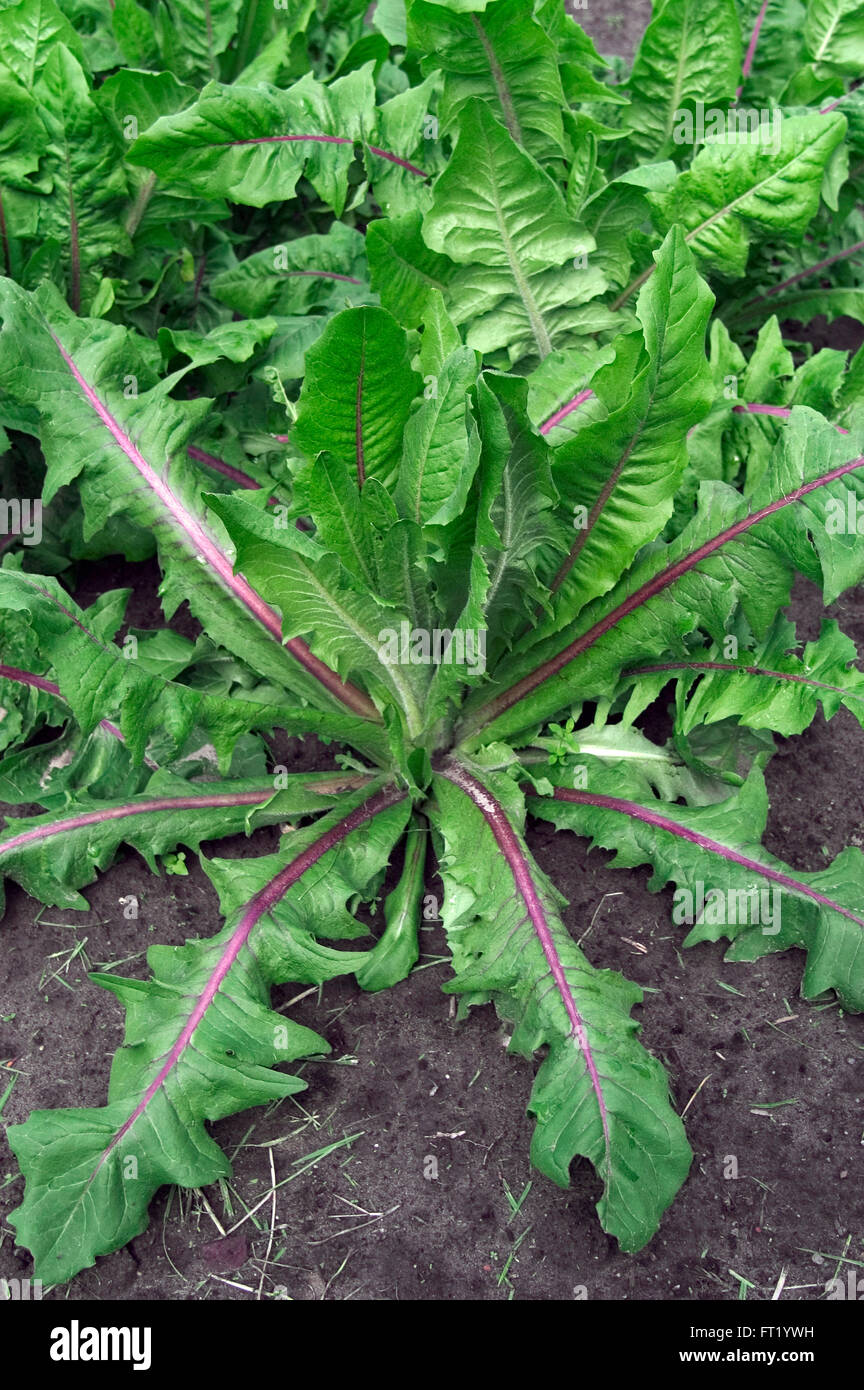 Cultivated chicory plant (Cichorium intybus var. sativum), close up of leaves on farmland Stock Photo