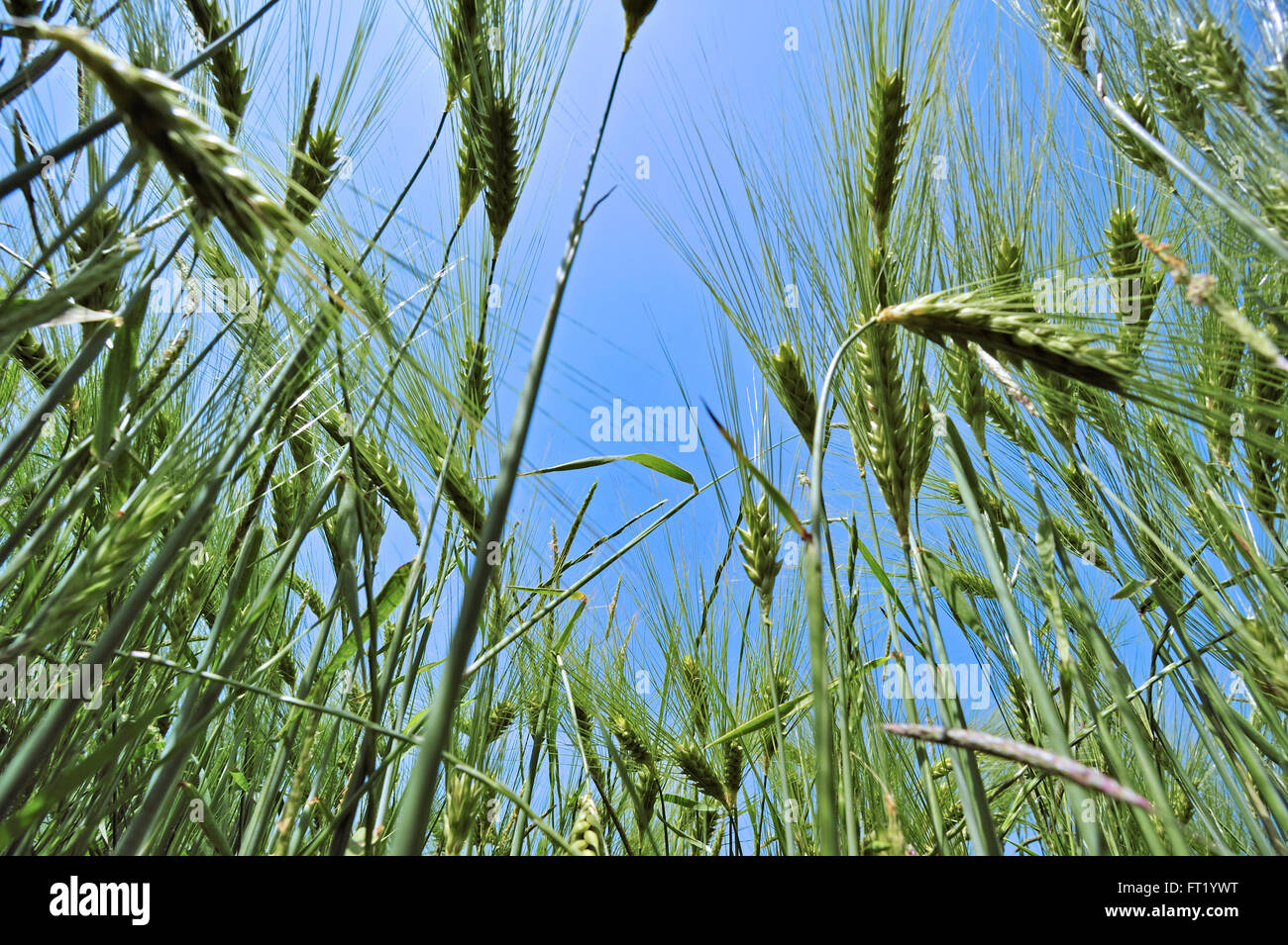 Worm's-eye view on barley ears (Hordeum vulgare) in field in spring Stock Photo