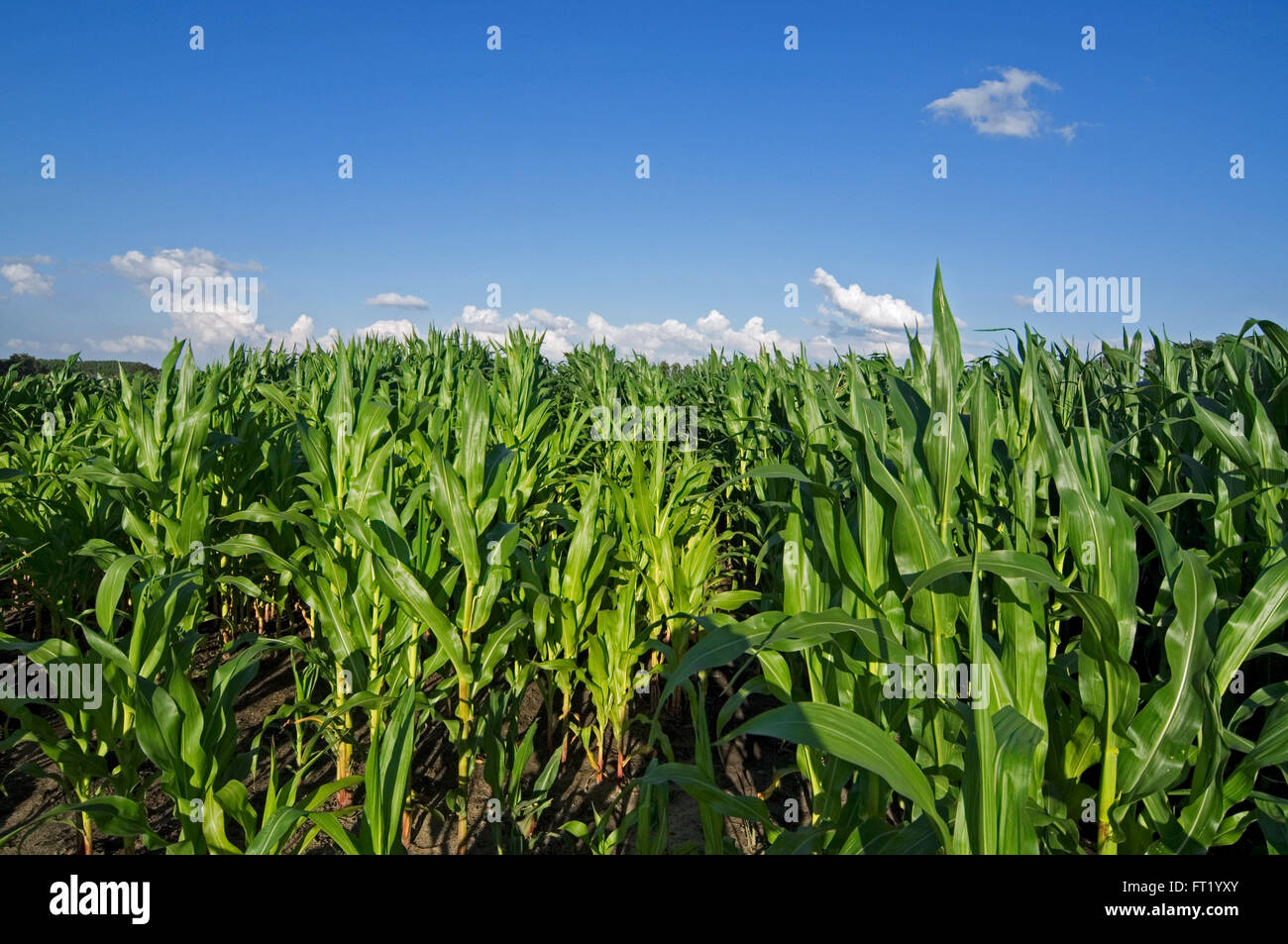 Maizefield / cornfield / field of maize (Zea mays) in summer Stock Photo