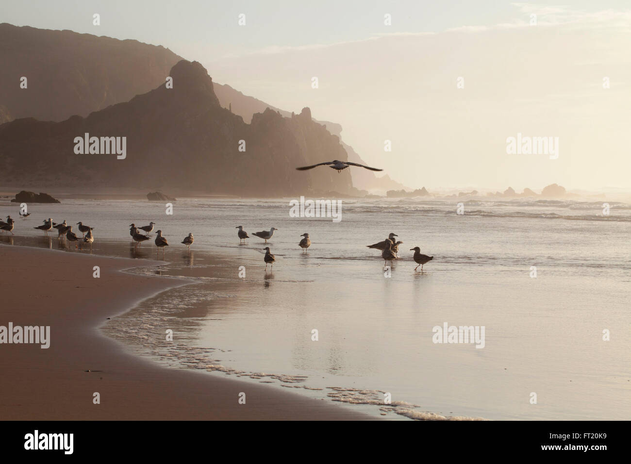 Seagulls in front of wild Atlantic Ocean coast in Portugal at sunset. Stock Photo