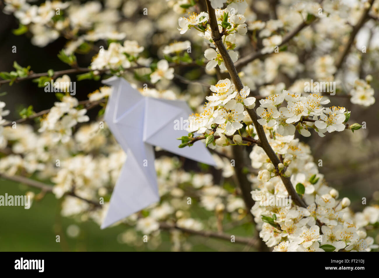 White origami dove bird hanging on blooming spring plum tree with variable focus Stock Photo