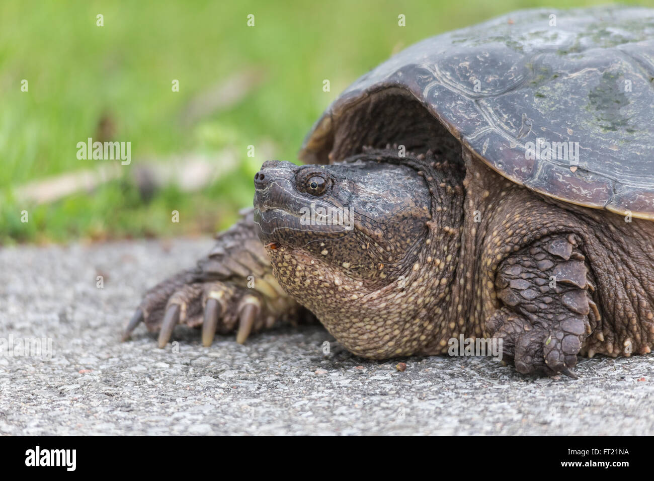 Solitary large turtle on land Stock Photo - Alamy