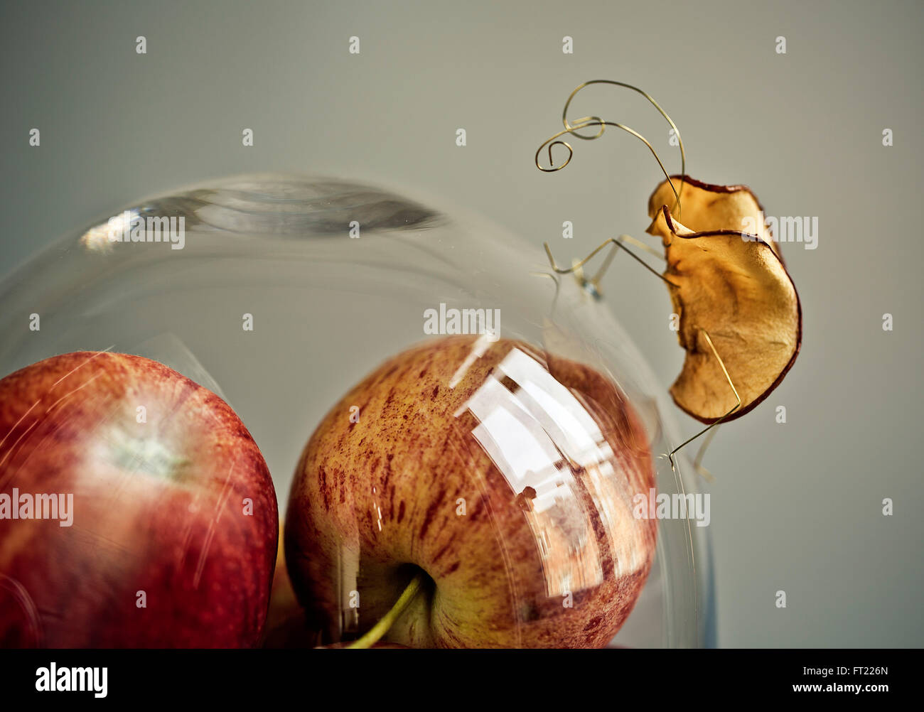 Miniatur mit Apfelkäfern und frischen Äpfeln unter glasglocke Stock Photo